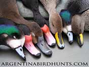 ArgentinaBirdHunts Color Logo