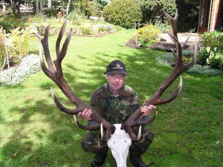 St Teilo Riding Stag Chile Red Stag Gallery